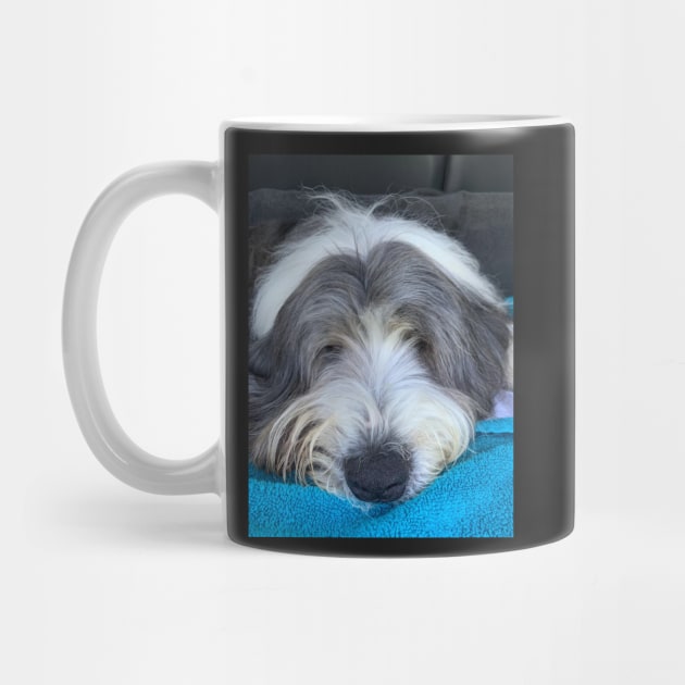 Bearded Collie - Chilled, Calm and Cute Beardie by Bucklandcrafts